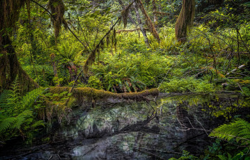 Картинка природа лес простор