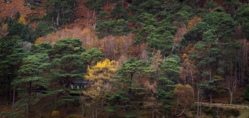 Картинка природа лес простор