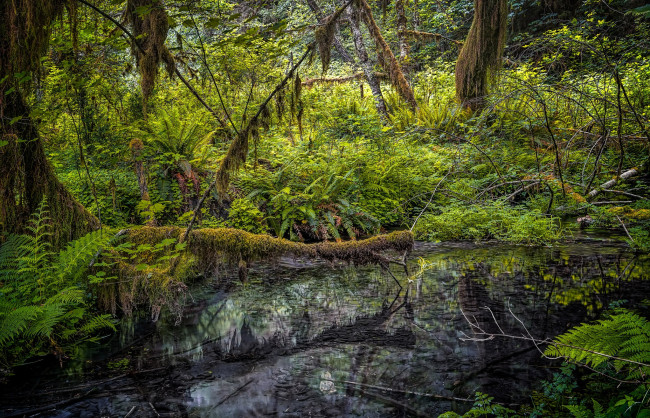 Обои картинки фото природа, лес, простор