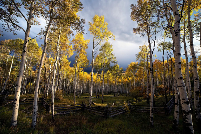 Обои картинки фото природа, лес, простор