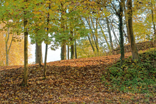 Обои картинки фото природа, лес, простор