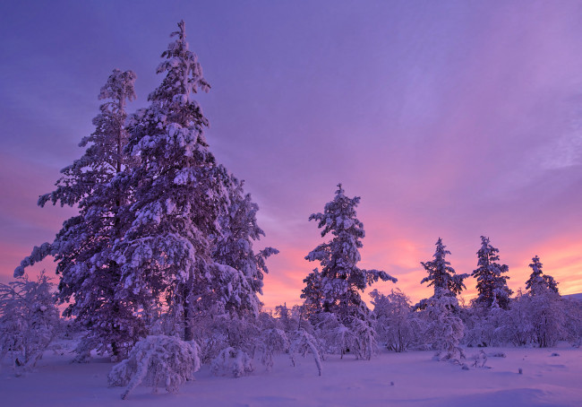 Обои картинки фото природа, зима, деревья, закат, снег