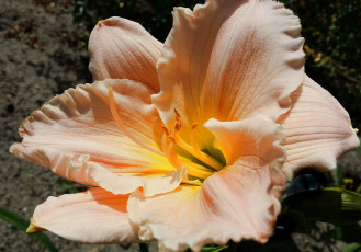 Картинка цветы лилии +лилейники лилейник макро