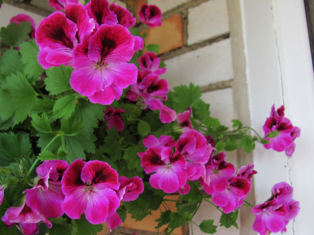 Обои картинки фото цветы, герань, розовая