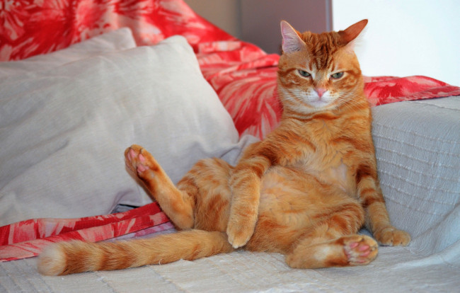 Обои картинки фото животные, коты, котейка