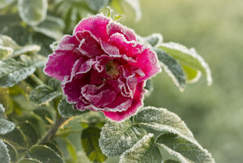 Картинка цветы розы иней