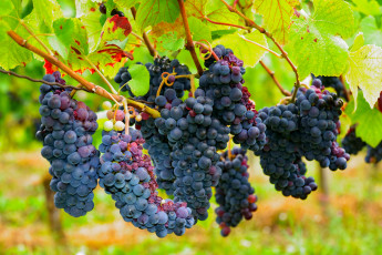 обоя природа, ягоды,  виноград, виноград