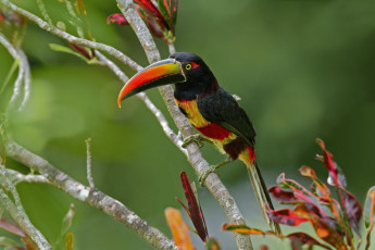 Картинка животные туканы тукан