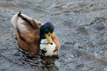 Картинка животные утки утка селезень