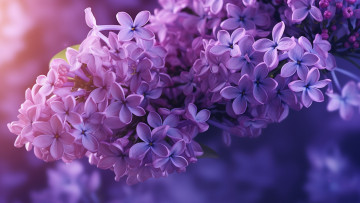 Картинка 3д+графика цветы+ flowers цветы сирень весна фон