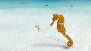 Картинка животные морская+фауна морской конек