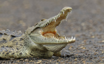 Картинка животные крокодилы крокодил