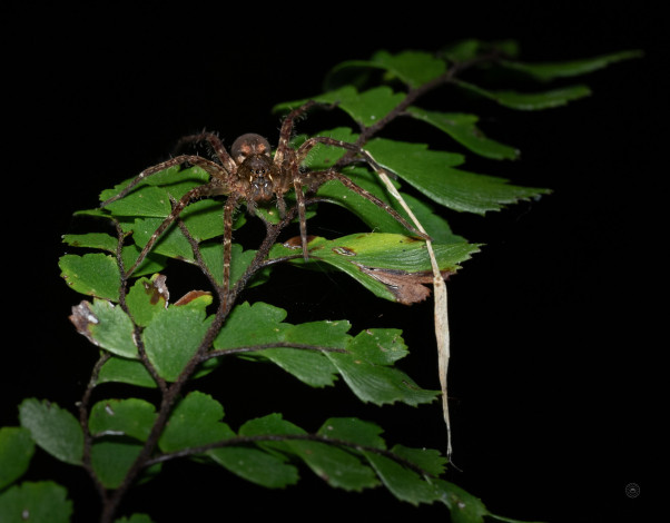 Обои картинки фото животные, пауки, паук