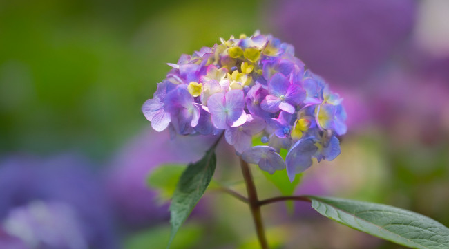 Обои картинки фото цветы, гортензия