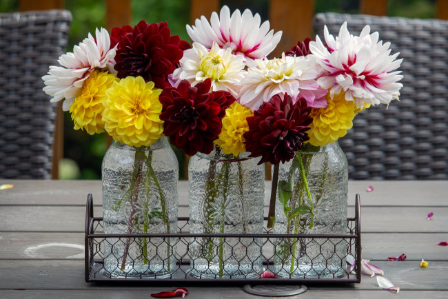 Обои картинки фото цветы, георгины