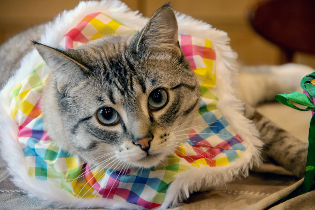 Обои картинки фото loki , сериал 2021 – 2023, кино фильмы, сериал, локи, фантастика, фэнтези, боевик, том, хиддлстон, tom, hiddleston