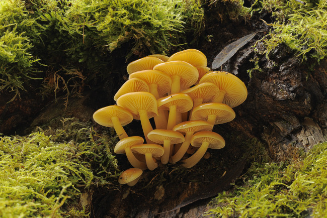 Обои картинки фото природа, грибы