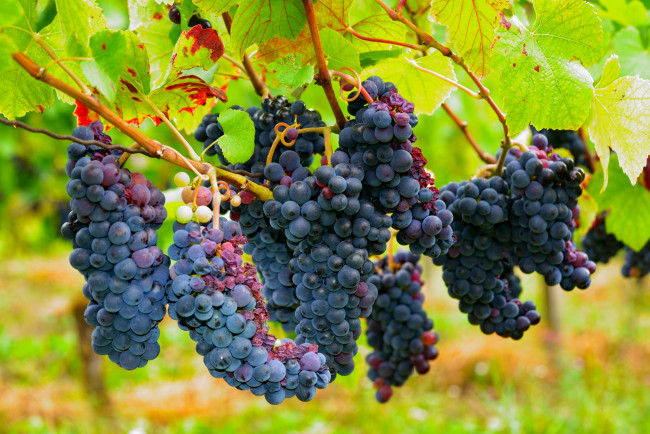 Обои картинки фото природа, ягоды,  виноград, виноград