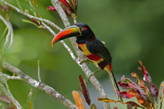 Обои картинки фото животные, туканы, тукан