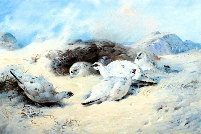 Обои картинки фото рисованное, archibald thorburn, птицы, снег, зима, камни