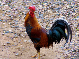 Картинка петух животные куры петухи