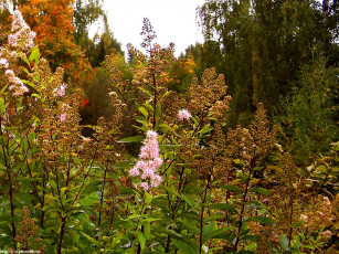 Картинка плес левитановская осень цветы
