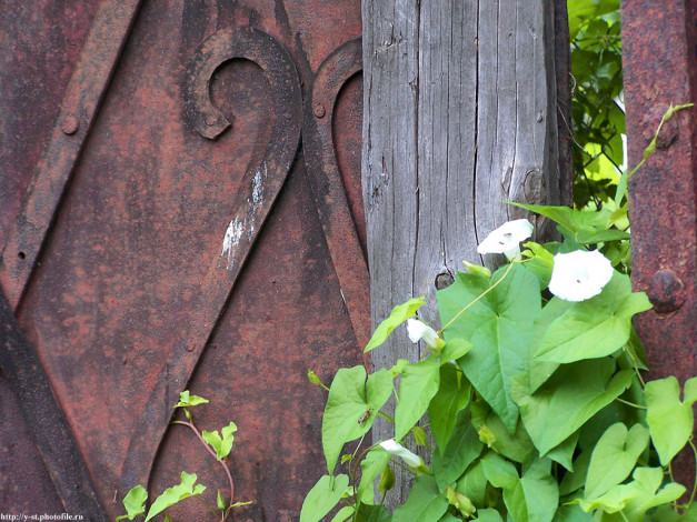 Обои картинки фото мышкин, народный, музей, цветы, вьюнки, ипомеи