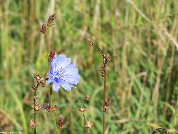 Обои картинки фото скромное, очарование, цветы, луговые, полевые