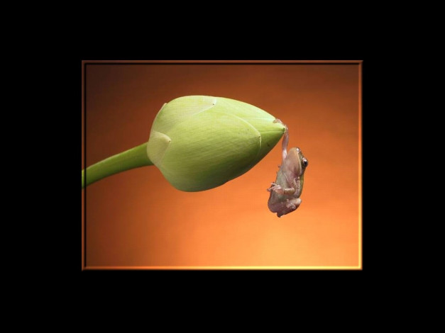 Обои картинки фото животные, лягушки