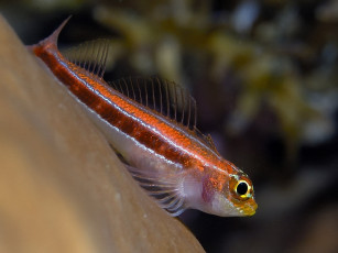 Картинка coral goby животные рыбы