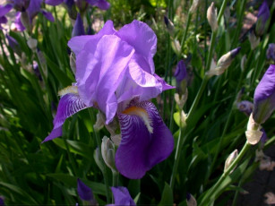 Картинка цветы ирисы