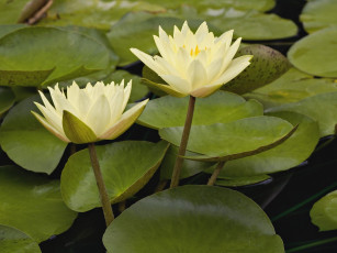 Картинка цветы лилии водяные нимфеи кувшинки