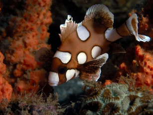 Картинка juvenile spotted sweetlip животные рыбы