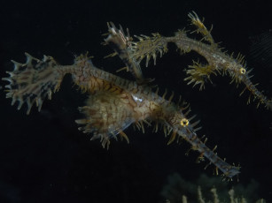 Картинка the ornates животные морская фауна