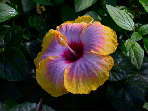 Обои картинки фото цветы, гибискусы