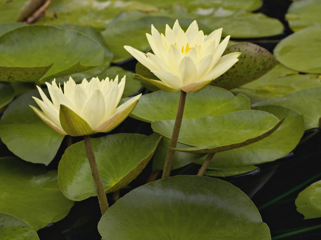 Обои картинки фото цветы, лилии, водяные, нимфеи, кувшинки