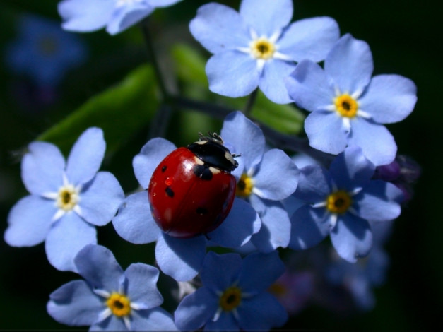 Обои картинки фото цветы, незабудки
