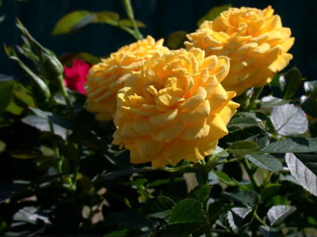 Обои картинки фото цветы, розы