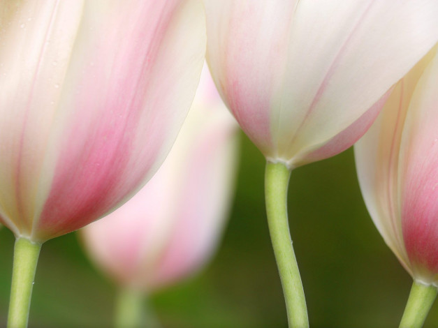 Обои картинки фото цветы, тюльпаны