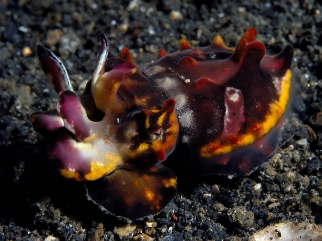 Обои картинки фото flamboyant, cuttlefish, животные, морская, фауна