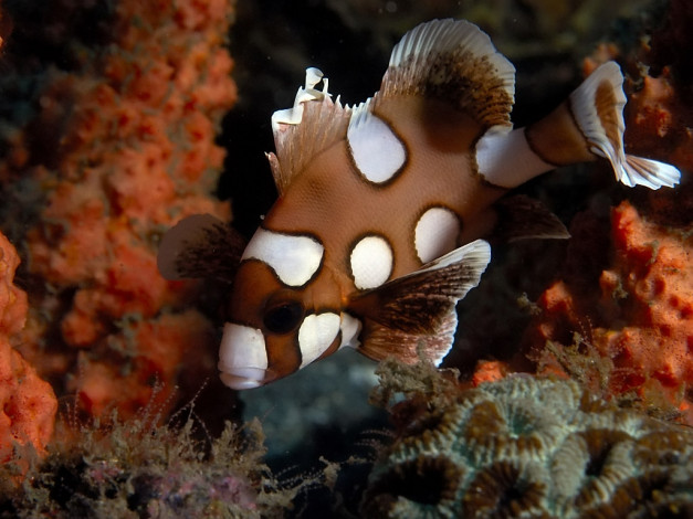 Обои картинки фото juvenile, spotted, sweetlip, животные, рыбы