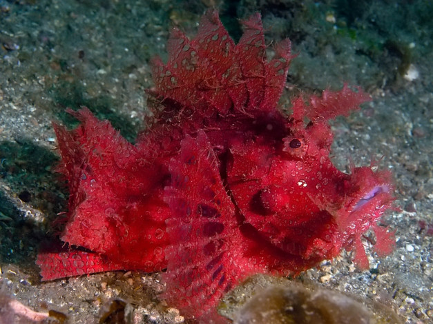 Обои картинки фото rhinopia, животные, рыбы