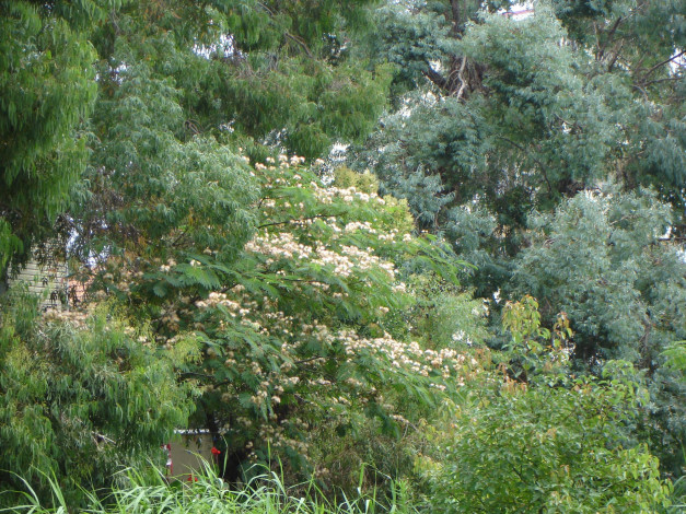 Обои картинки фото Японская, акация, природа