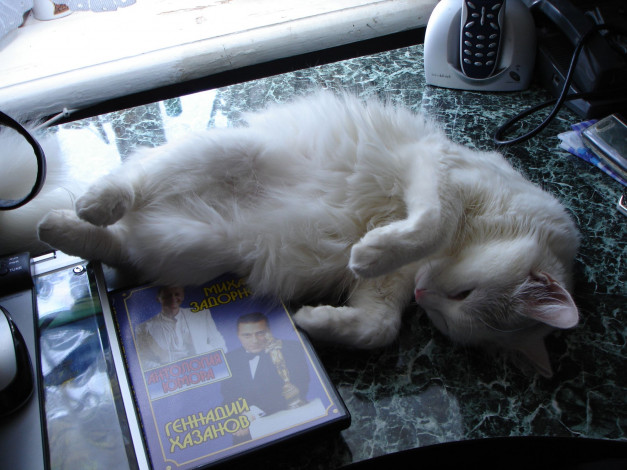 Обои картинки фото животные