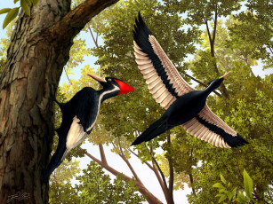 Картинка дятлы рисованные животные птицы