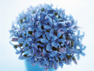 Картинка цветы