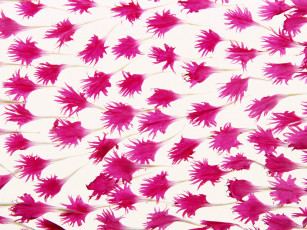 Картинка цветы