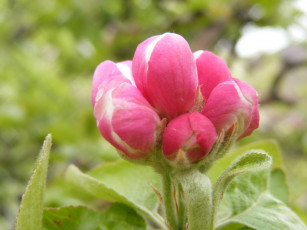 Картинка цветы цветущие деревья кустарники