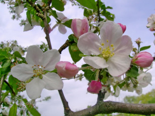 Картинка цветы цветущие деревья кустарники