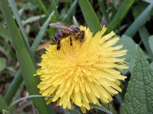 Картинка цветы одуванчики